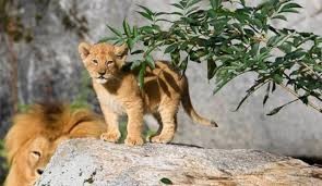 Zoológico admite que sacrificó a 9 cachorros de león por falta de espacio