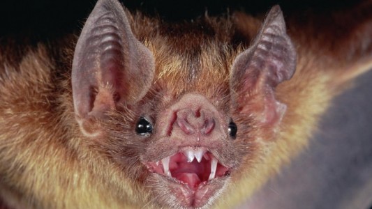 Muere un niño de seis años de rabia tras ser mordido por un murciélago