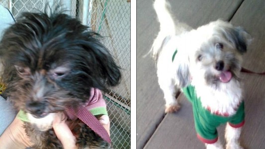 En la "casa del horror" de los Turpin había dos perros malteses en perfecto estado de salud