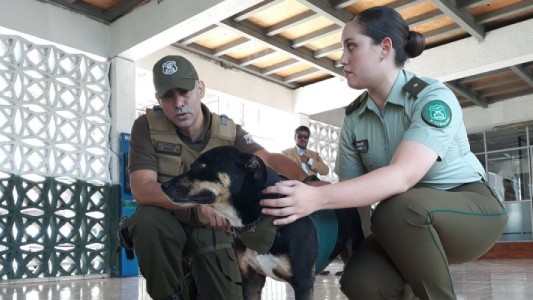 Un joven fue condenado a 61 días de prisión por apuñalar a un perro