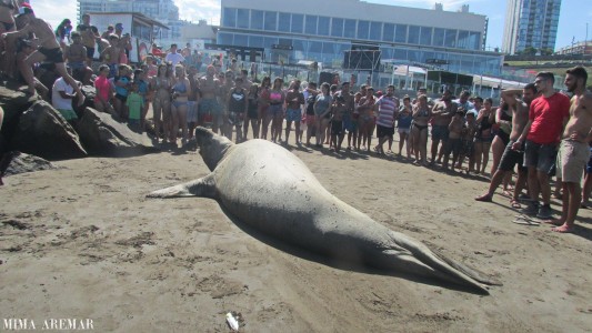 Mar del Plata: un elefante marino sorprendió a todos en una playa céntrica