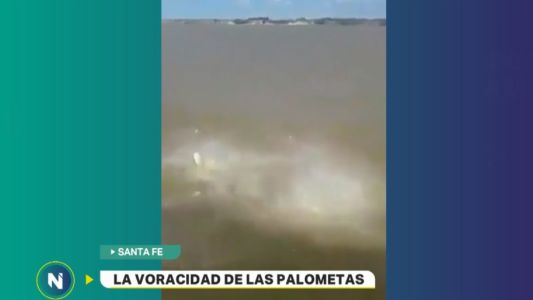 Un video muestra el impresionante ataque de las palometas en el río Paraná