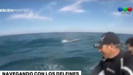 Mar del Plata: los buzos que navegaron con delfines