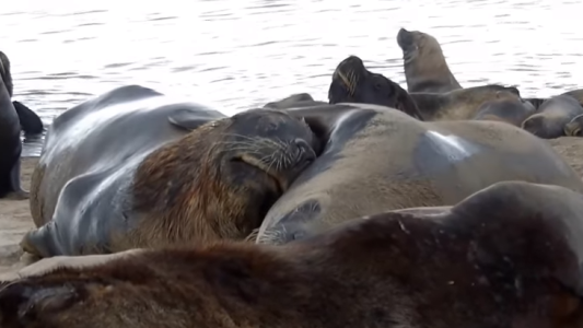 Ternura en las redes: el video de una colonia de lobos marinos muy mimosos