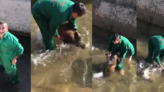 España: identificaron al autor de la brutal agresión a un jabalí