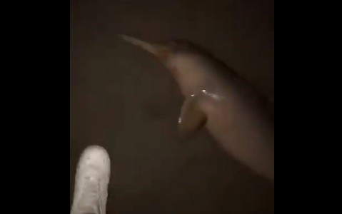 Indignante: se viralizó un video de un joven pateando a un delfín en San Bernardo