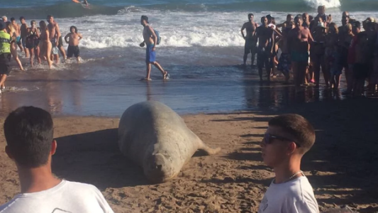 Un elefante marino sorprendió a todos en una playa de Mar del Plata