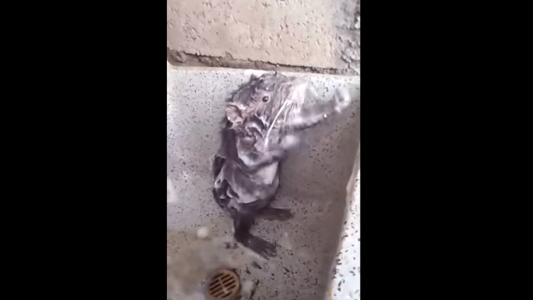 La verdad sobre el video viral del ratón que se ducha