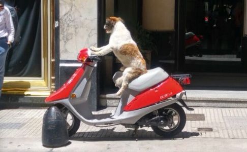 El perro en moto que enloquece a todos en las redes sociales