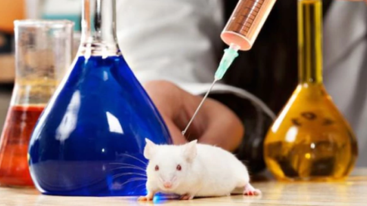 Un nuevo tratamiento contra el cáncer logra eliminar los tumores en todos los ratones que lo recibieron