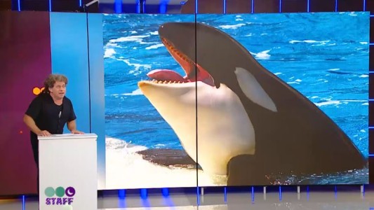 La desopilante "comunicación telefónica" con Wikie, la orca que habla