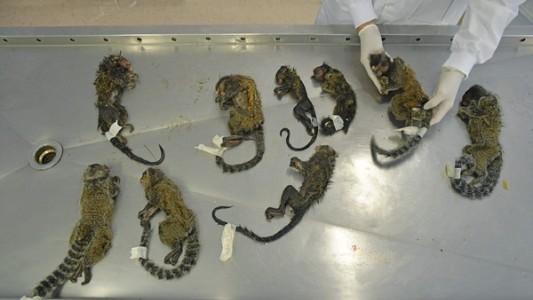 Reportaron la matanza de monos en Río de Janeiro por temor a la fiebre amarilla