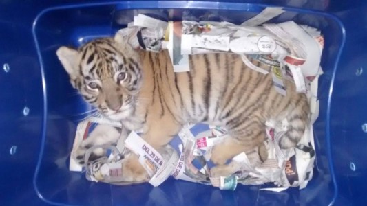 Encuentran un cachorro de tigre en un paquete de correo