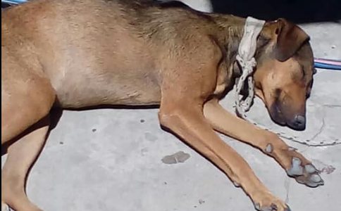 Buscan hogar para una perra herida por defender a su dueña, víctima de violencia de género