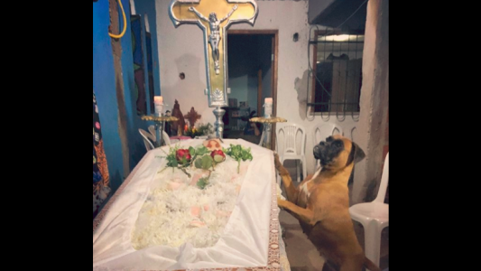 Viral conmovedor: una perra se pasa una noche entera junto al ataúd de su dueña fallecida