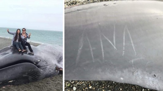 Indignante: una ballena murió en una playa y un grupo de personas le hizo inscripciones y se sacó fotos con el cuerpo