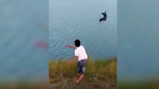 Tiraron un cachorrito al agua para que lo comiera un cocodrilo