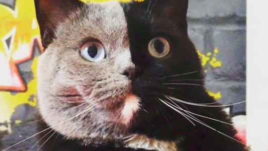 El gato de "dos caras" que es furor en las redes sociales