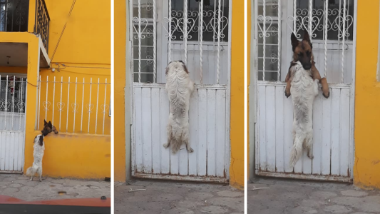 El increíble video viral de un perro que ayuda a otro a pasar una reja