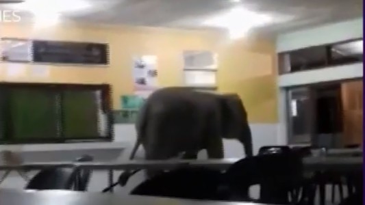 Video: elefante irrumpió en una escuela