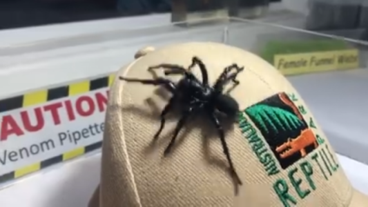 Australia: hallaron un ejemplar gigante de la araña más peligrosa del mundo