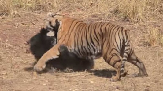 Video: la brutal pelea entre un tigre y una osa que defendía a su cría