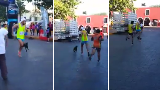 Indignación en las redes sociales: grabaron a un corredor pateando a un perro durante una maratón