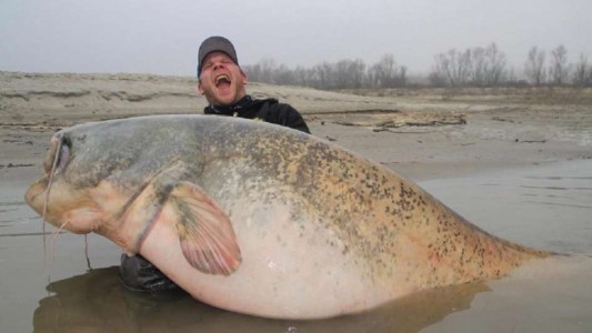 Sorpresa en Italia: el hombre que pescó a un "pez monstruo" de 129 kilos