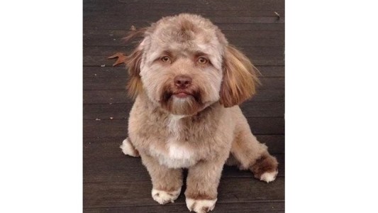 Apareció el video del perro con cara de humano