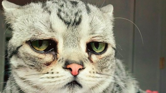 El nuevo gato "triste" que causa furor en las redes sociales