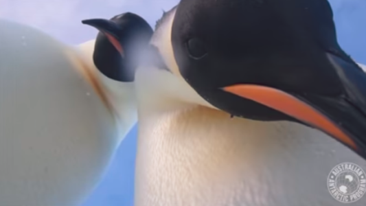Impresionante: dos pingüinos graban un "video-selfie" en la Antártida