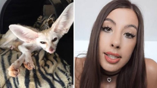 Bronca en las redes por la youtuber que convirtió a su zorro al veganismo