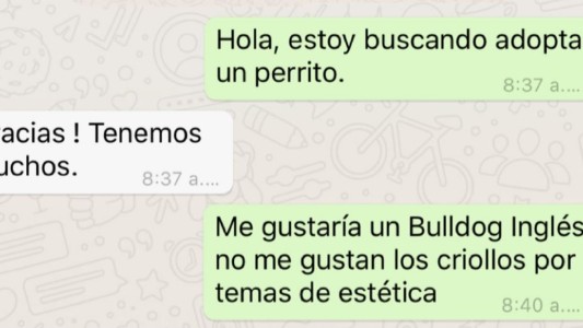 “¿Es usted de raza pura?”: la conversación de WhatsApp que busca concientizar sobre la adopción de animales
