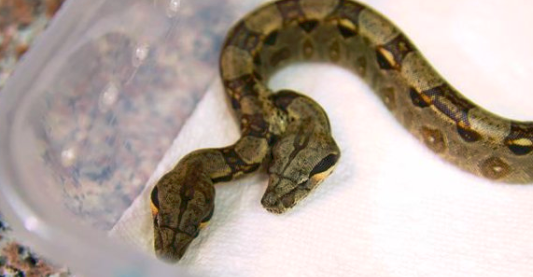 Video: encontraron una serpiente con dos cabezas y dos corazones