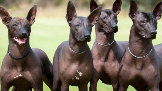 Hace 2500 años los mayas empezaron a criar y vender perros