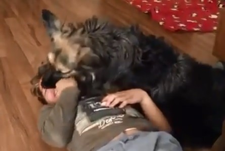 Esta perra ayuda a su dueño con autismo y conmueve a todos