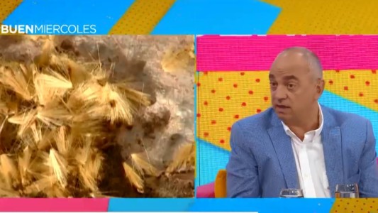 Cómo cuidarse de las alergias