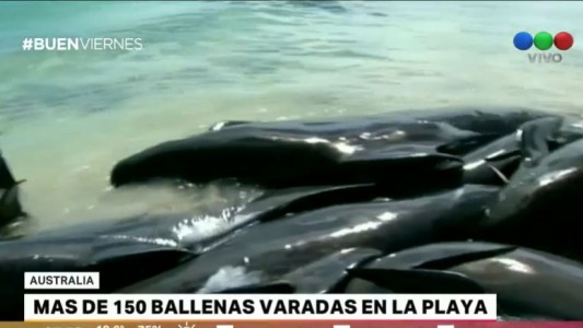 Australia: murió la mitad de las más de 150 ballenas varadas