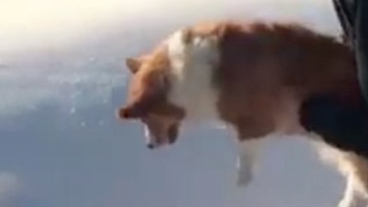 Ilusión óptica: locura en las redes sociales por el perro que está a punto de ser arrojado al vacío