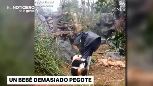 Los virales del día: mirá el oso panda que no se quiere despegar de su cuidador