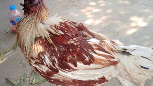 Sorpresa en Tailandia por la gallina que vive hace una semana sin cabeza