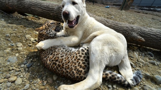 Las tiernas fotos de una perrita que cuida a un bebé leopardo