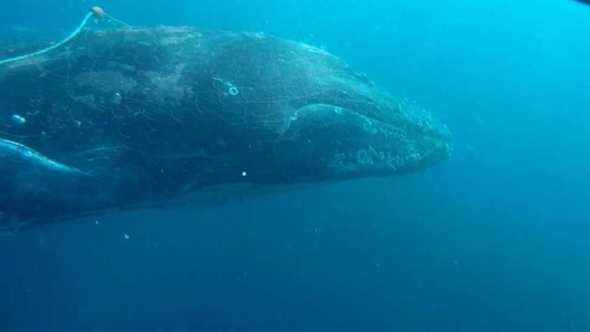 Fotos: buzos salvaron a una ballena atrapada en una red de pesca