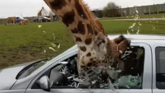 Video: le atrapó la cabeza a una jirafa al cerrar la ventana