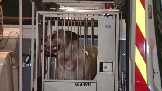 Juntaron 250 mil firmas y salvaron al perro que mató a sus dueños