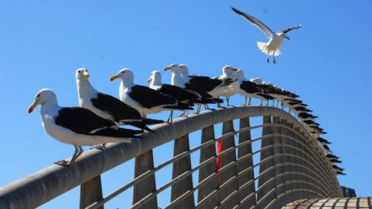 Para reducir la población de gaviotas colocarán alimento con anticonceptivos