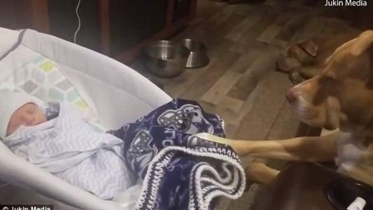 Video viral: el tierno pitbull que acuna a un bebé hasta que se duerme