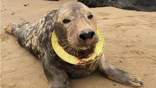 La conmovedora historia de la foca que sobrevivió seis meses en el mar con un frisbee en el cuello