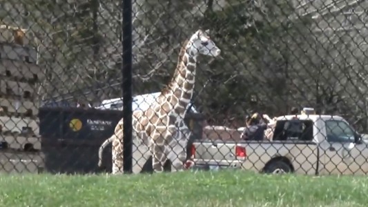 Una jirafa bebé se escapó de su jaula y casi logra salir del zoológico