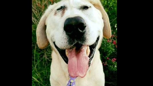 Lo abandonaron cuando era cachorro por su cara "fea" y ahora su historia es un éxito viral